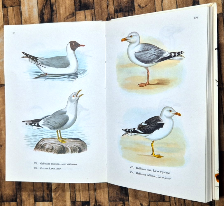 UCCELLI di S Durango A Peyrot 1970 Editrice SAIE Libro | Immagine Gallery 3