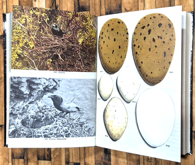 UCCELLI NIDIFICATORI UOVA E PROLE di Winwood Reade Eric Hosking … | Immagine Gallery 3