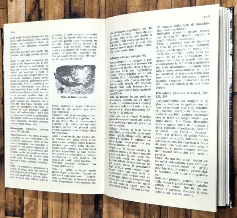 UCCELLI NIDIFICATORI UOVA E PROLE di Winwood Reade Eric Hosking … | Immagine Gallery 4