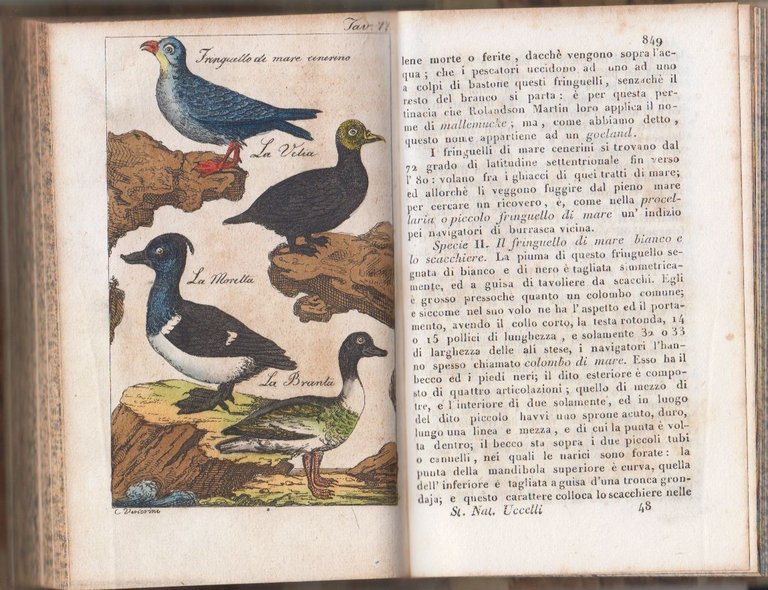 UCCELLI Storia Naturale di Buffon volume 39 Vignozzi 1832 Libro … | Immagine Gallery 4