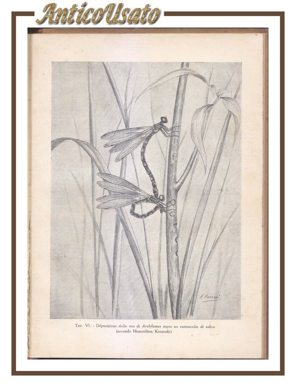 VITA ANFIBIA I ROSPI E LE LIBELLULE di J Rostand …