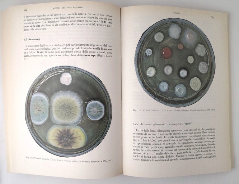 VITA E MICRORGANISMI di Marchegiani Mirra 2 volumi 1988 Piccin …