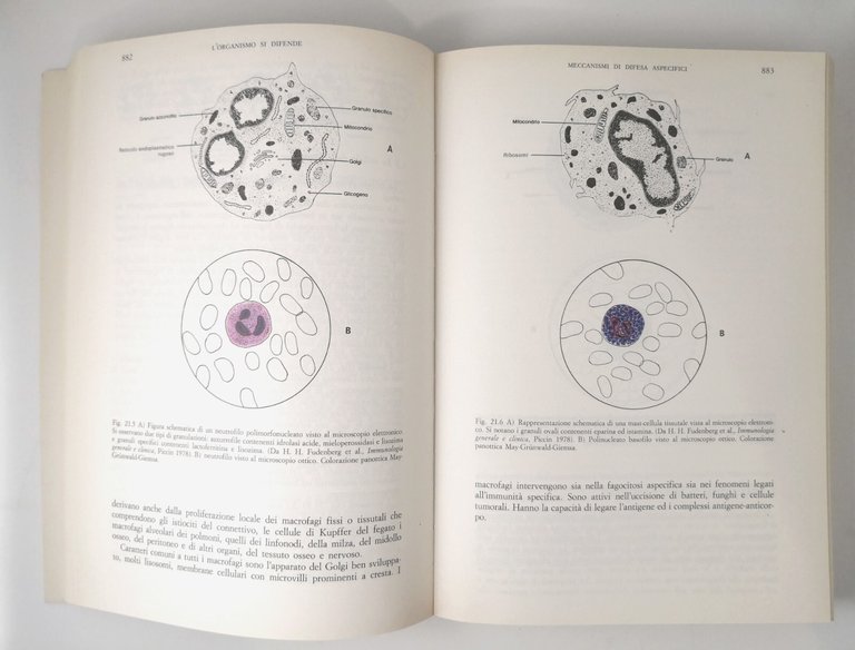 VITA E MICRORGANISMI di Marchegiani Mirra 2 volumi 1988 Piccin …