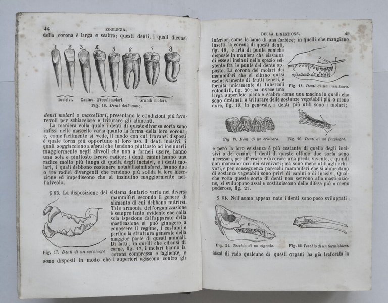ZOOLOGIA di Milne Edwards 1862 Vallardi Storia Naturale Libro Antico