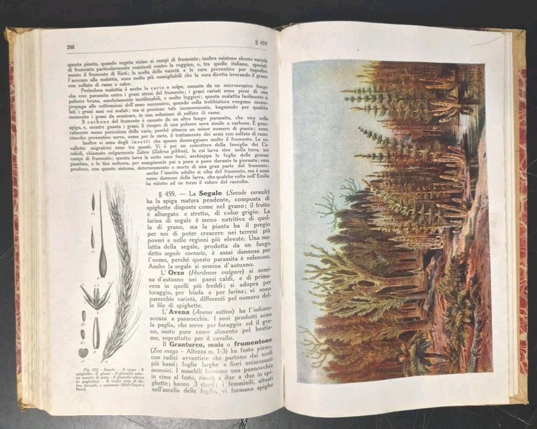 ZOOLOGIA E BOTANICA di Paolo Enriques 1910 Zanichelli ad uso …