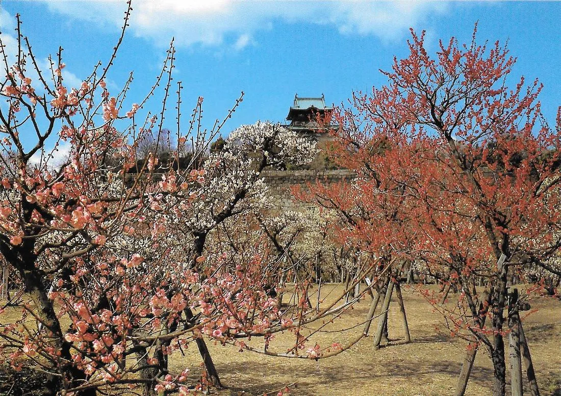 A Plum Blossom Garden. Osaka Castle. Non viaggiata | Immagine principale