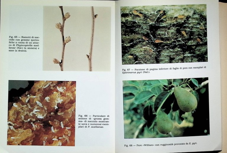 Acari di Interesse Agrario Libro Franco Laffi Clueb 1981