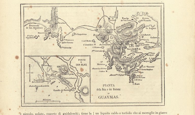Aguadores a Guaymas/Pianta di Guaymas. Illustrazione 1864 | Immagine Gallery 2