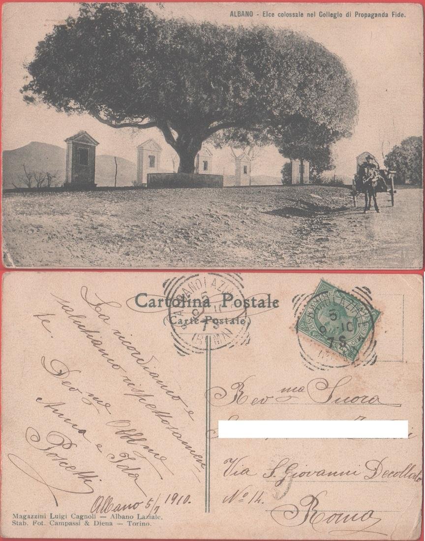 Albano. Elce colossale nel Collegio di Propaganda Fide. Viaggiata 1910 | Immagine principale