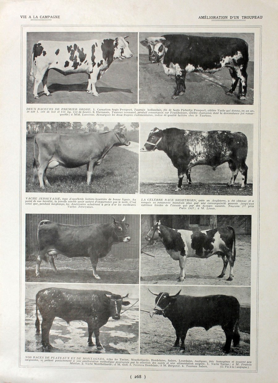 Amelioration d'un tropeau/Races de lapin. Fronte/retro. Immagine 1927 | Immagine principale