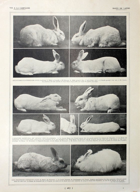 Amelioration d'un tropeau/Races de lapin. Fronte/retro. Immagine 1927 | Immagine Gallery 2