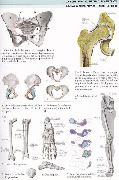 Anatomia. Atlanti Scientifci Giunti | Immagine Gallery 4