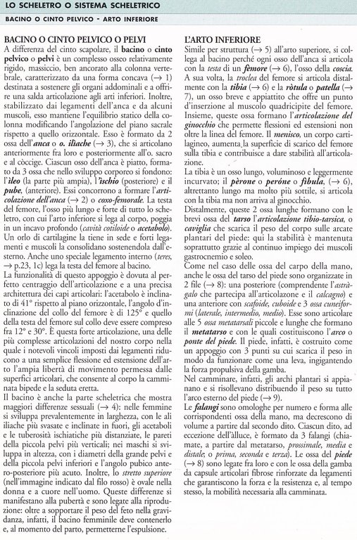 Anatomia. Atlanti Scientifci Giunti | Immagine Gallery 5