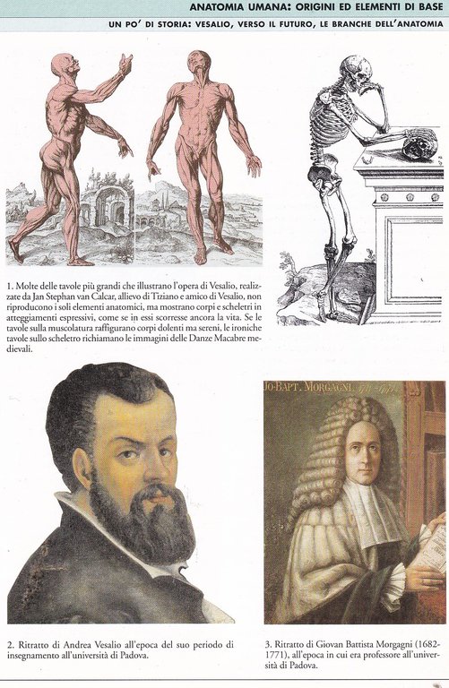 Anatomia. Atlanti Scientifci Giunti | Immagine Gallery 7