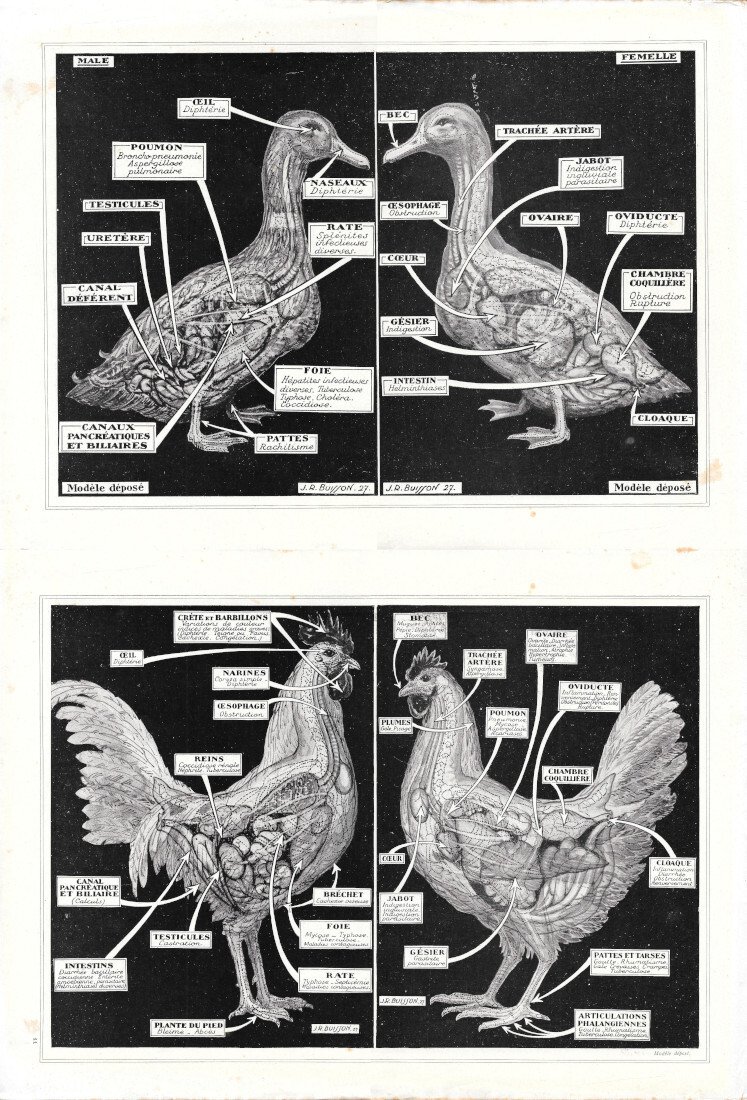 Anatomie du pigeon / Anatomie du lapin. Due pagine - … | Immagine principale
