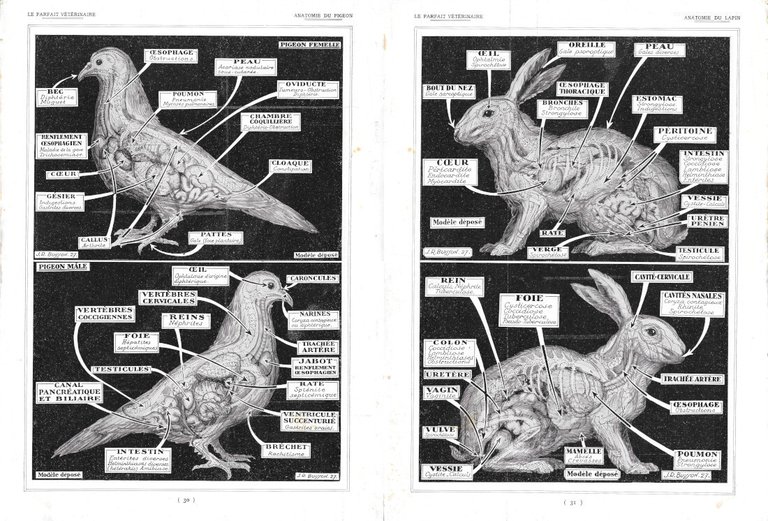 Anatomie du pigeon / Anatomie du lapin. Due pagine - … | Immagine Gallery 2