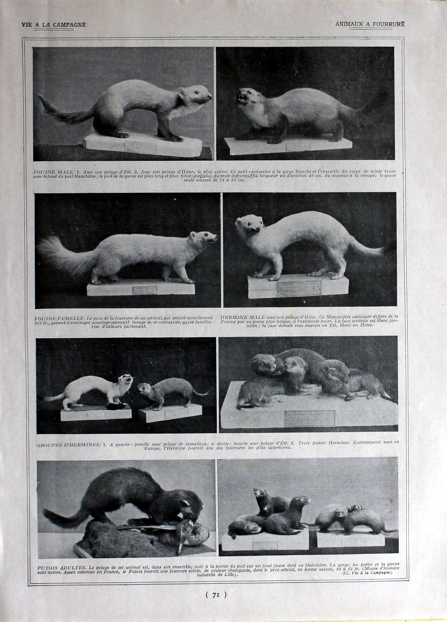 Animaux a fourrure. Immagine 1926 | Immagine principale