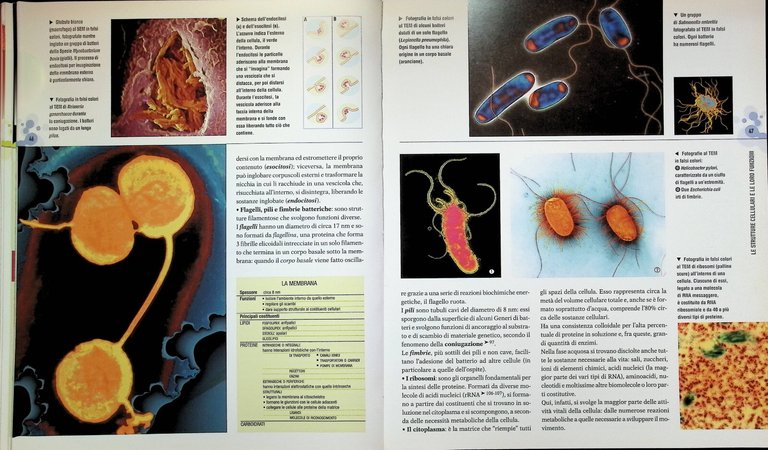 Atlante Illustrato di Genetica Libro Giunti Basi Della Vita 9788809051157