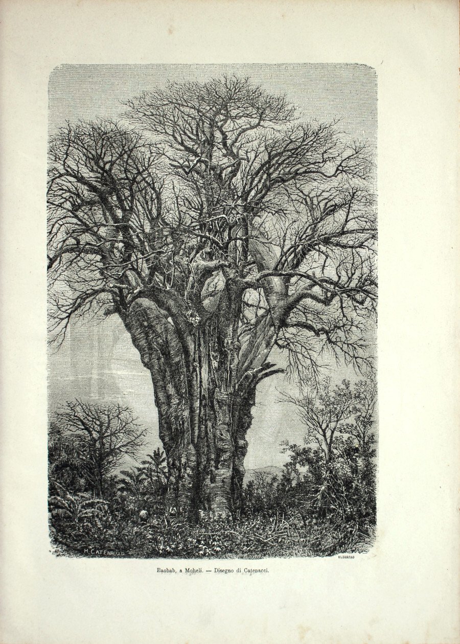 Baobab a Moheli (Comore). Stampa 1864 | Immagine principale
