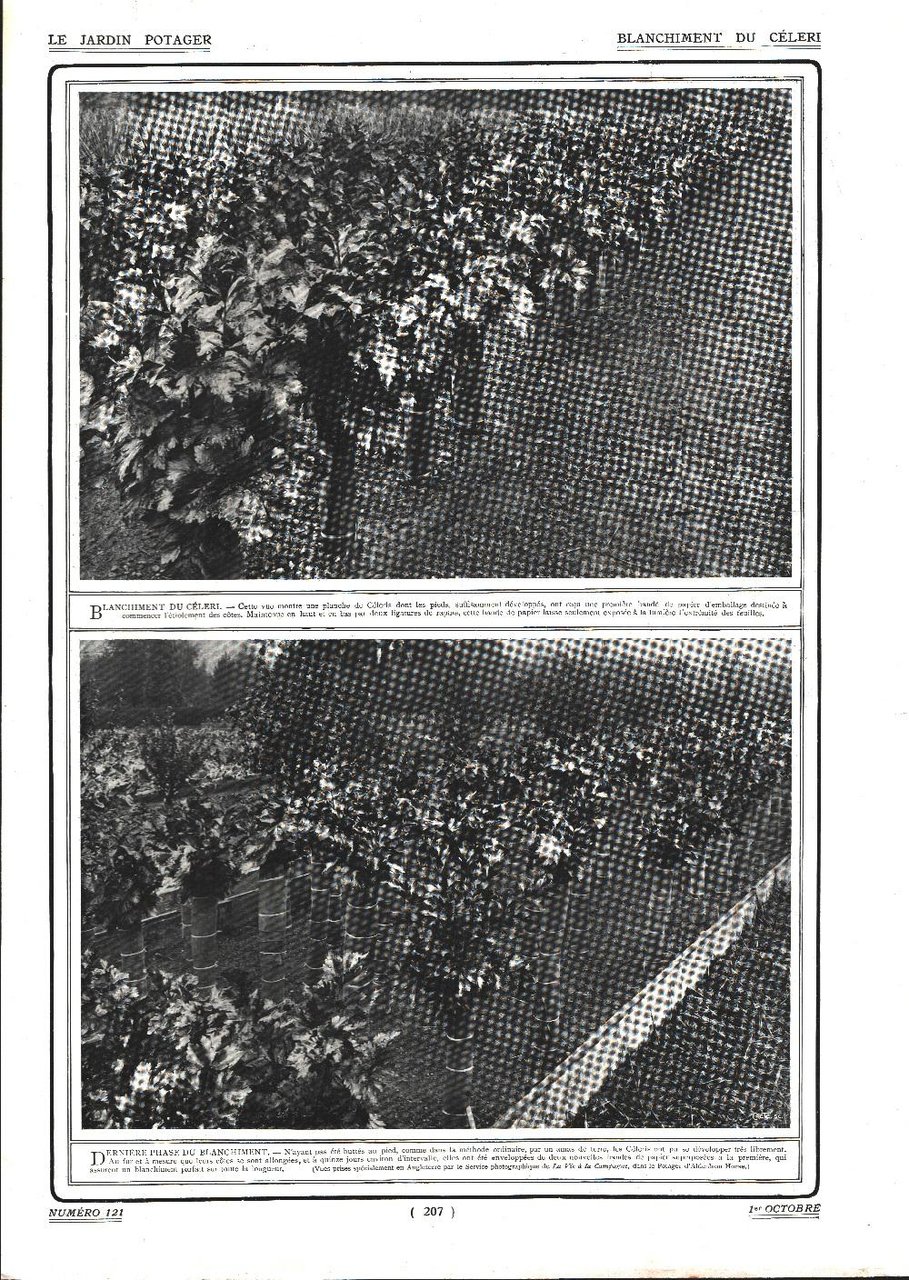 Blanchement du celeri. Stampa 1911 | Immagine principale