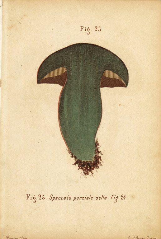 Boleto lurido, fong bleu. Spaccato. Stampa 1887