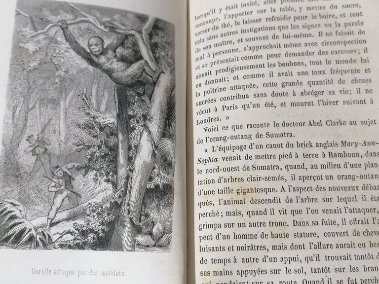 Buffon Pittoresque de la jeunesse Livre Libro in francese Lefevre …