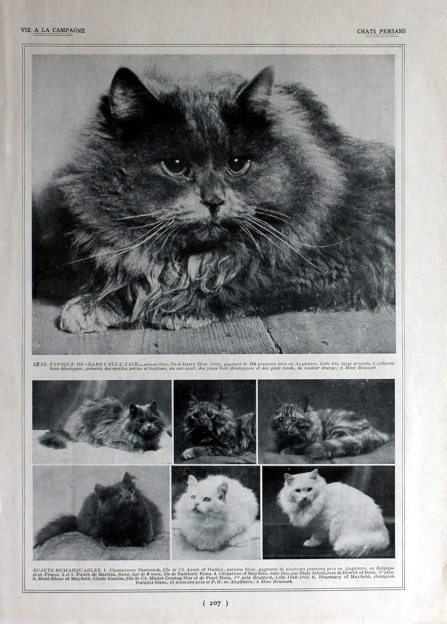 Chats persans. Immagine 1926 | Immagine principale
