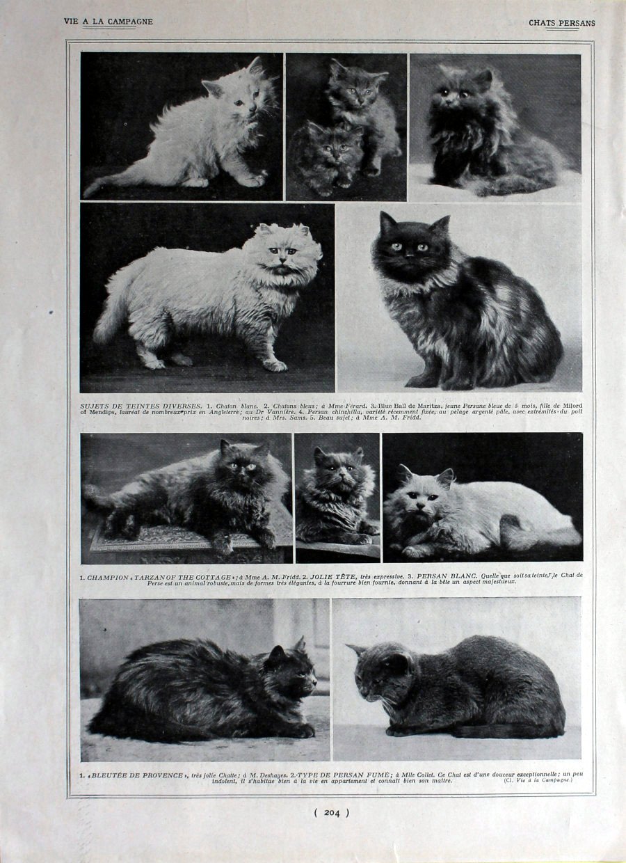 Chats persans. Immagine 1926 | Immagine principale