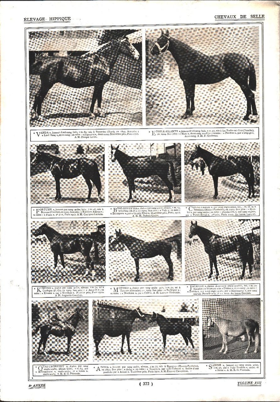 Chevaux de selle/Demi-sang du Centre. Stampa 1912 | Immagine principale