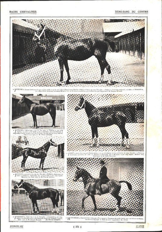 Chevaux de selle/Demi-sang du Centre. Stampa 1912 | Immagine Gallery 2