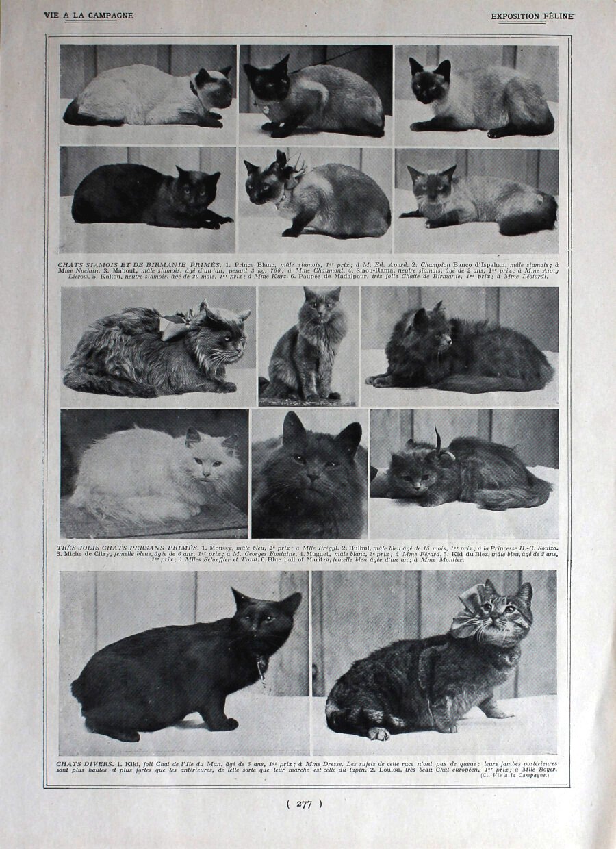 Chevaux de trait / Exposition feline. Immagine 1926 | Immagine principale