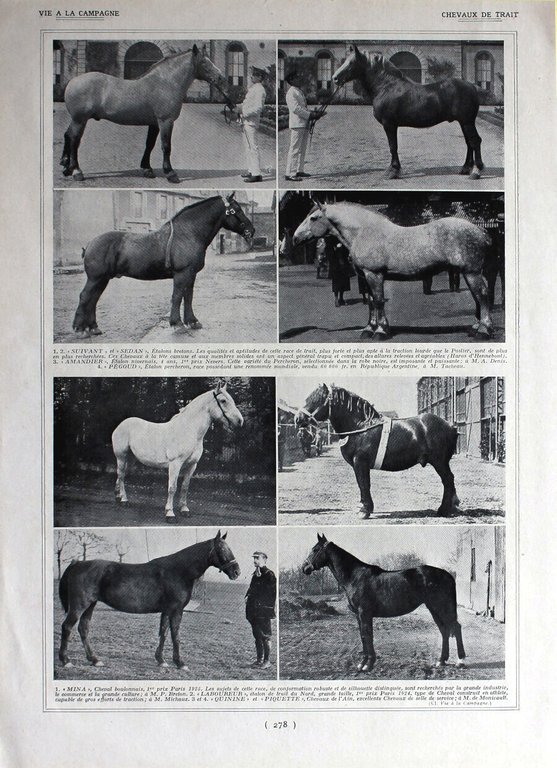 Chevaux de trait / Exposition feline. Immagine 1926 | Immagine Gallery 2
