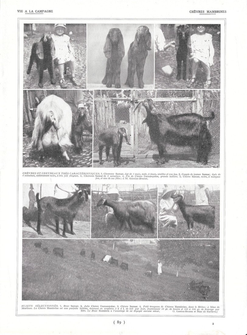 Chèvres Mambrines / Cadres de Ruche - Immagine 1910 | Immagine principale