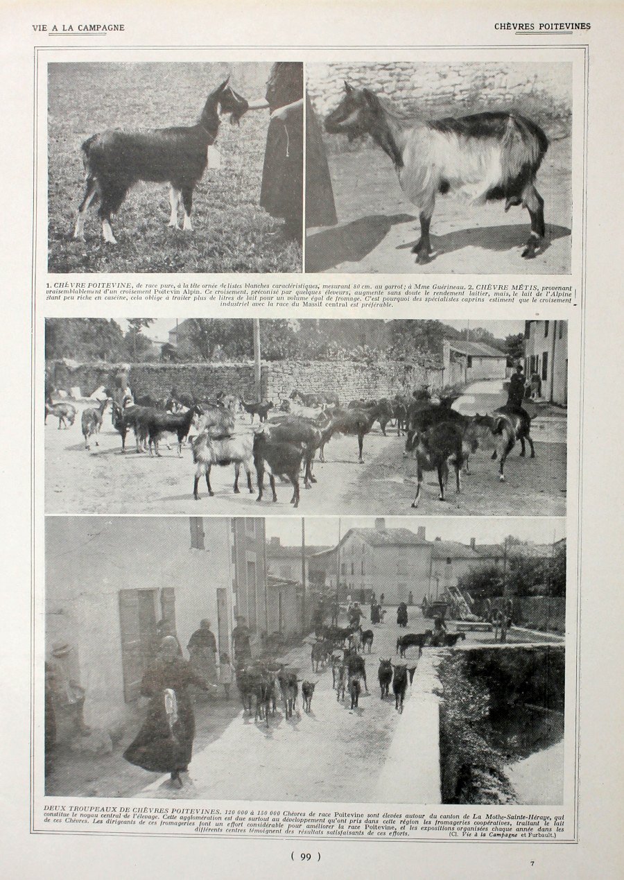 Chevres Poitevines. Immagine 1927 | Immagine principale