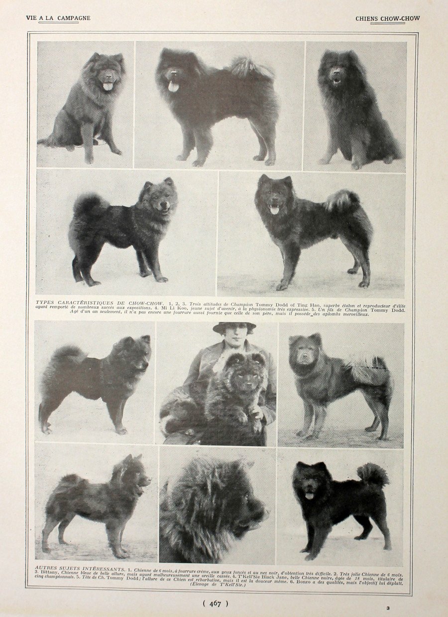 Chiens Chow-Chow. Immagine 1927 | Immagine principale