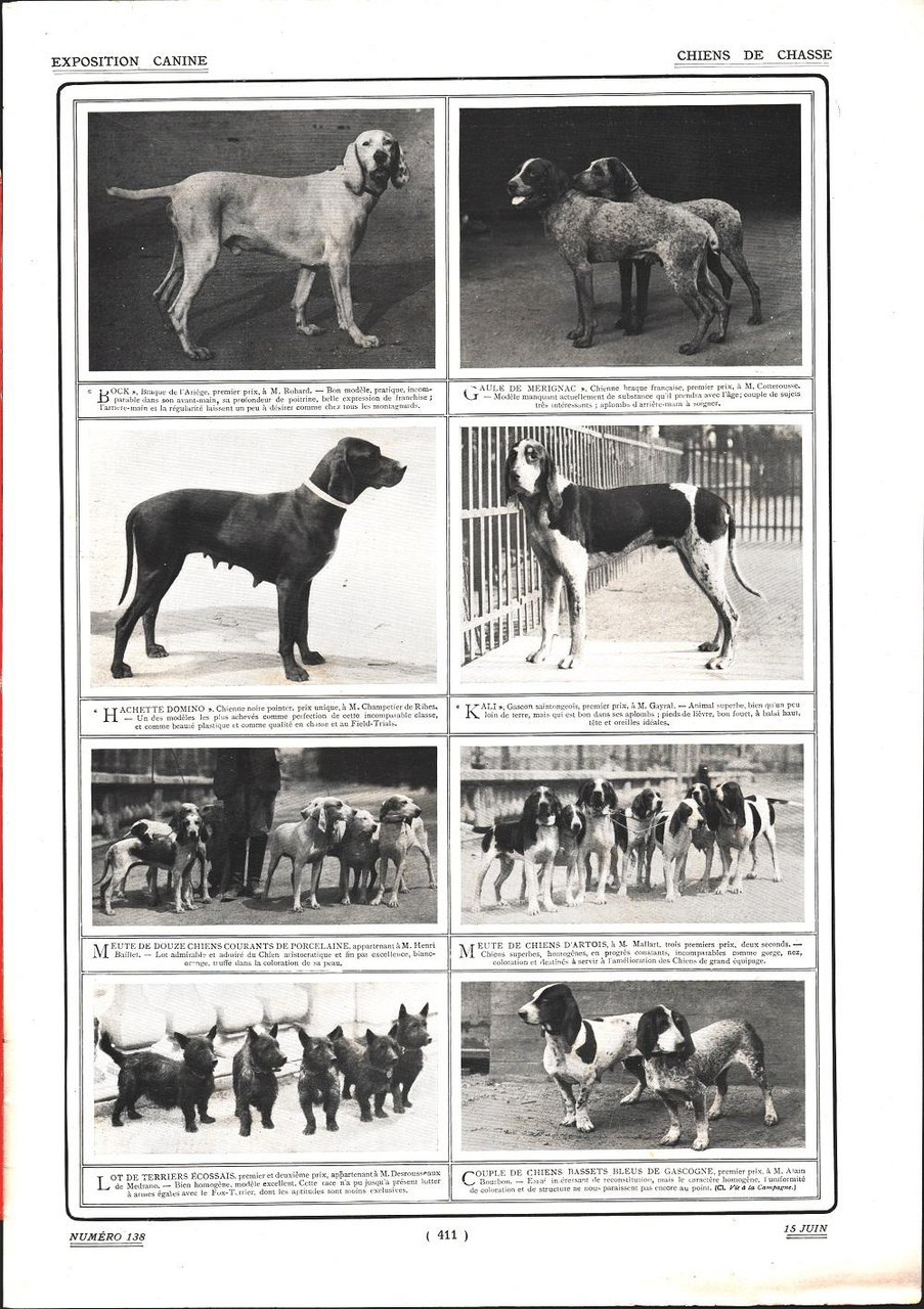 Chiens de chasse. Stampa 1912 | Immagine principale