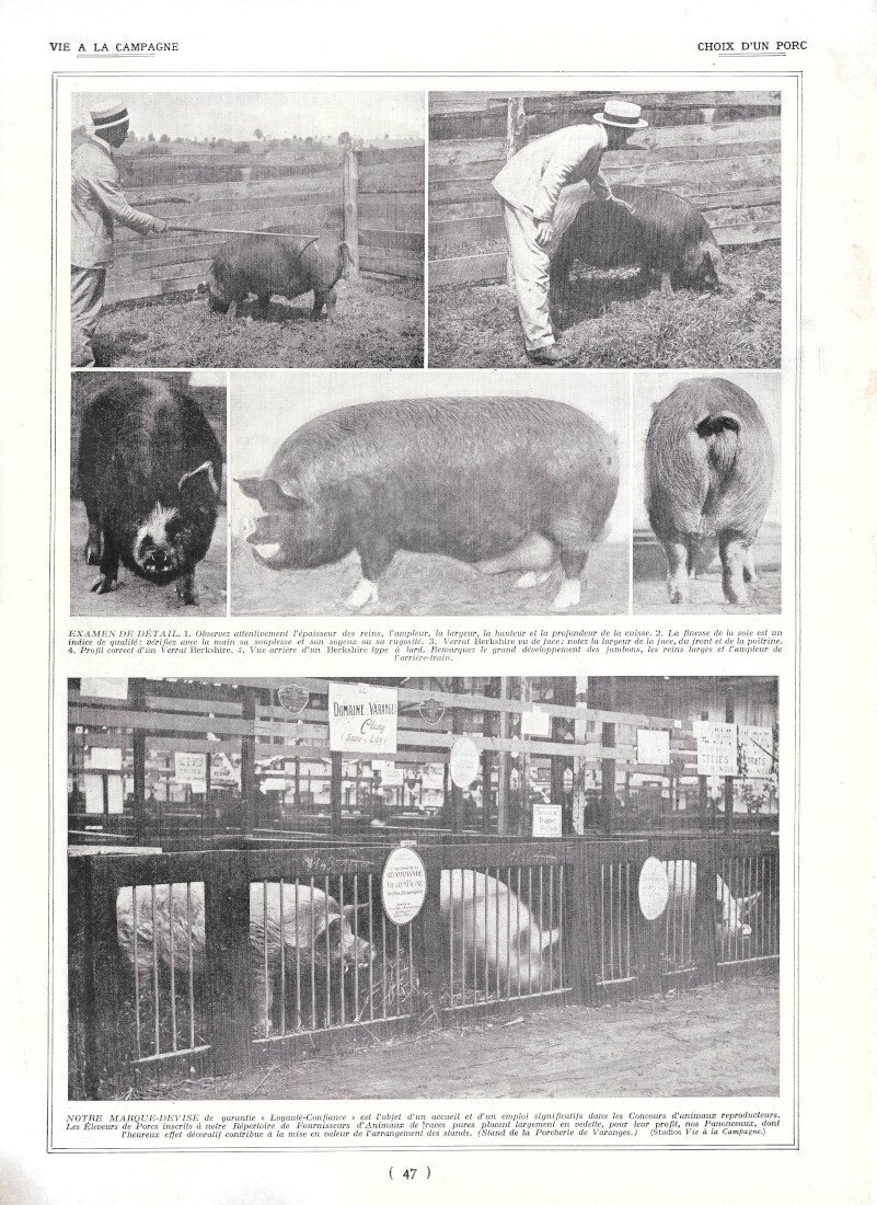 Choix d'un porc / Marquage des porcs - Immagine 1928 | Immagine principale