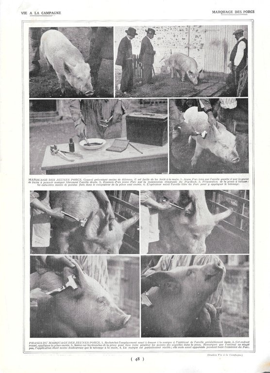 Choix d'un porc / Marquage des porcs - Immagine 1928 | Immagine Gallery 2