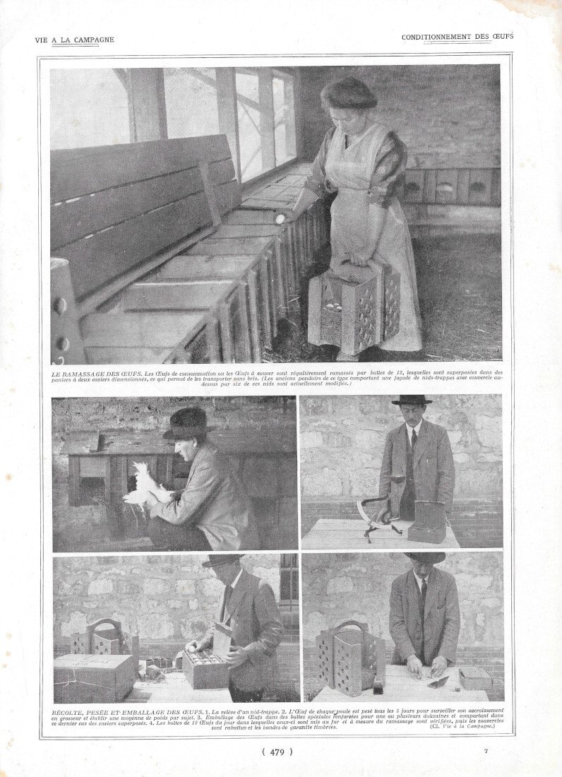 Conditionnement des eufs / Emballage des eufs - Immagine 1923 | Immagine principale
