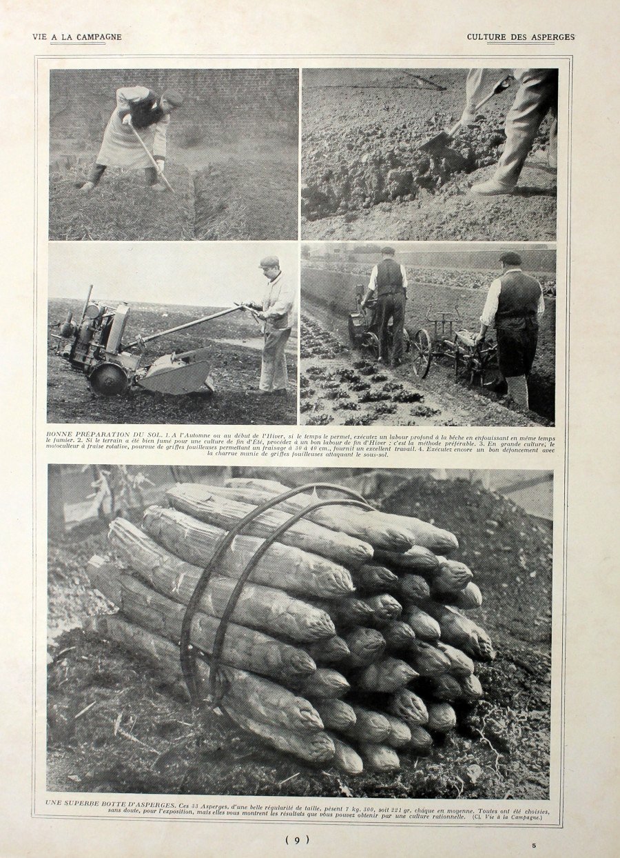 Culture des asperges. Immagine 1927 | Immagine principale