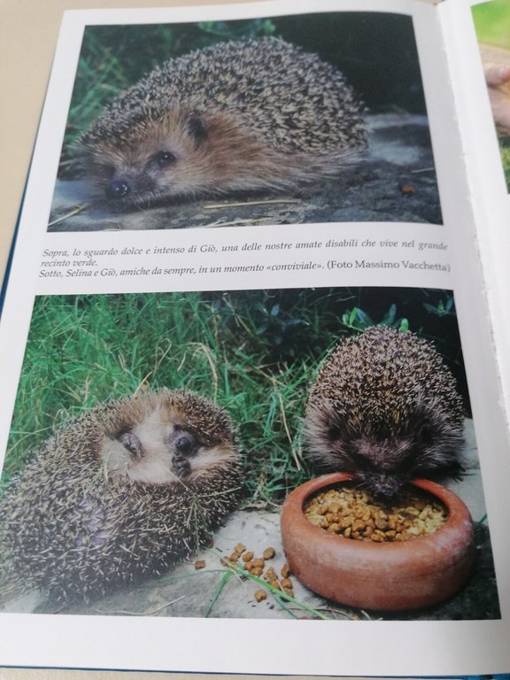 Cuore di riccio. Storia di una piccola maestra che mi …