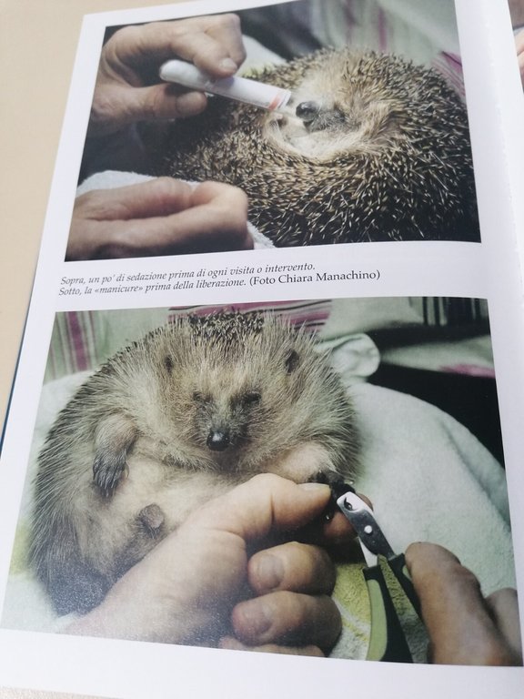 Cuore di riccio. Storia di una piccola maestra che mi …