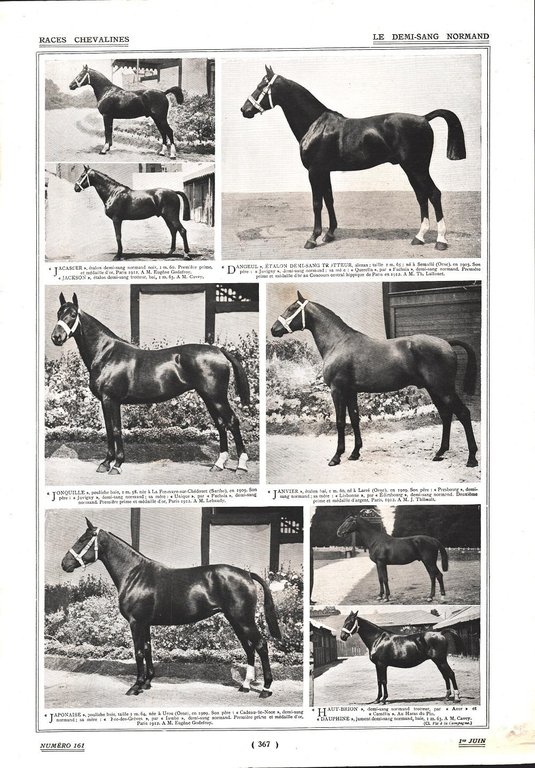 Demi-sang Normand. Stampa 1912 | Immagine Gallery 2