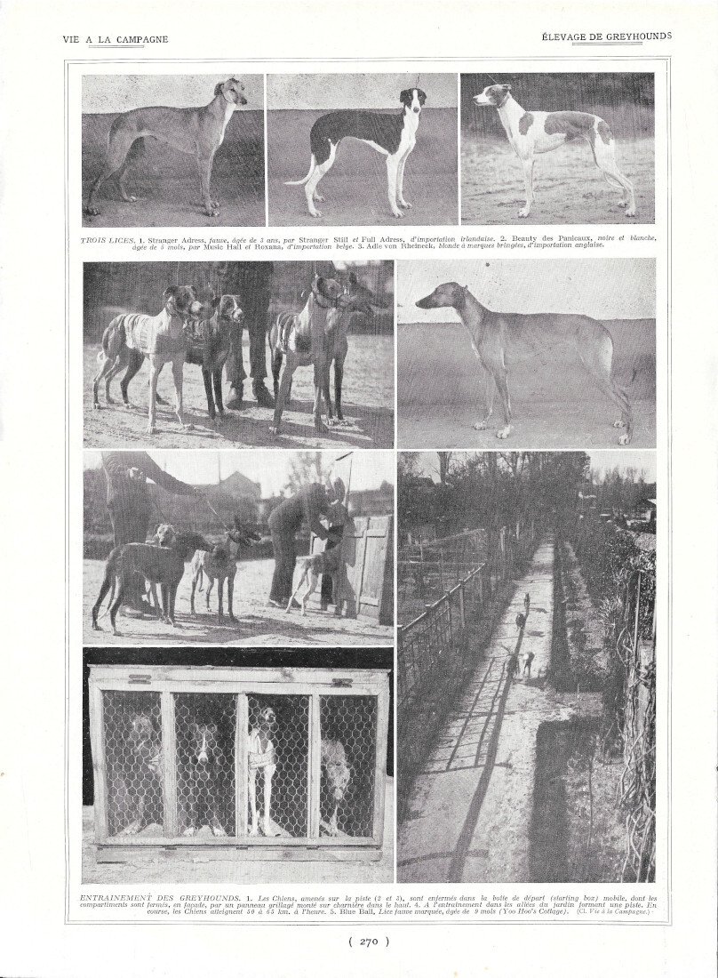 Elevage de Greyhounds / Chenil moderne - Immagine 1928 | Immagine principale