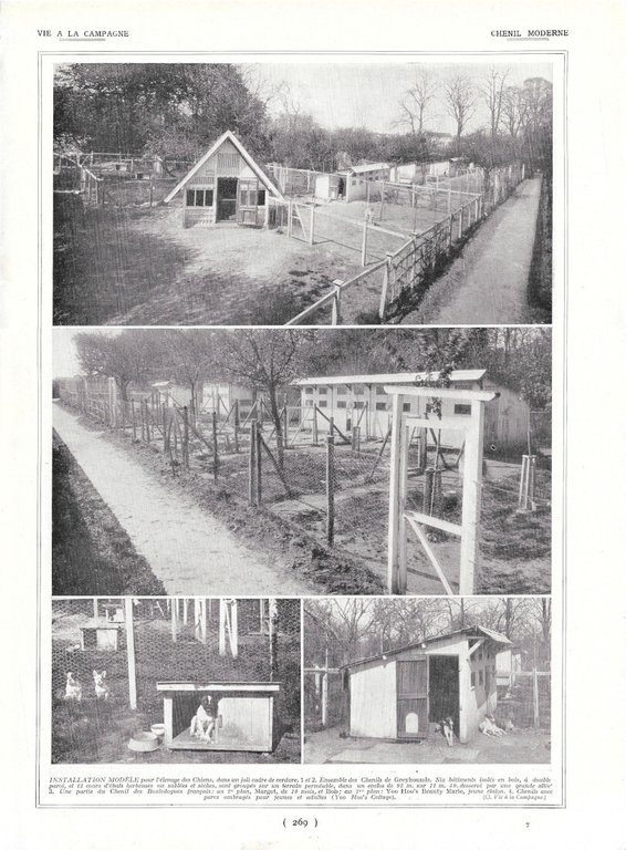 Elevage de Greyhounds / Chenil moderne - Immagine 1928 | Immagine Gallery 2