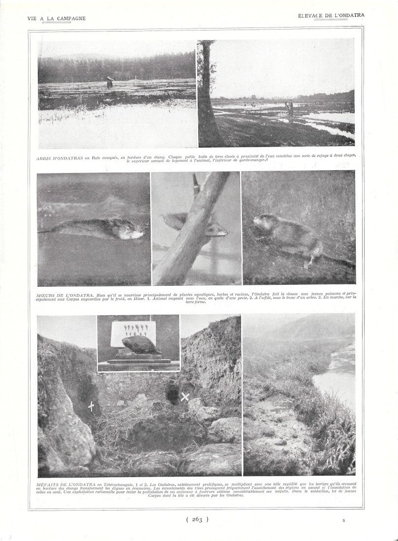 Elevage de l'ondatra - Aviculture utilitaire - Immagine 1928 | Immagine principale
