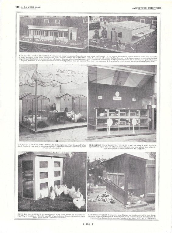 Elevage de l'ondatra - Aviculture utilitaire - Immagine 1928 | Immagine Gallery 2