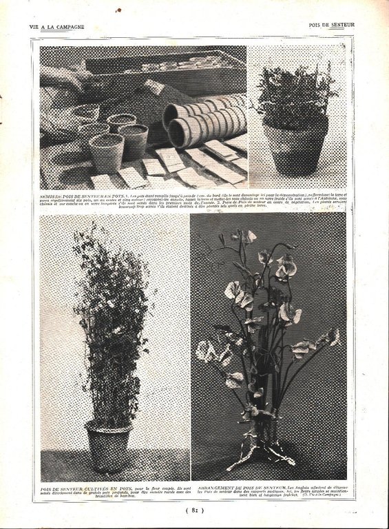 Engras marine / Pois de senteur. Stampa 1924 | Immagine Gallery 2