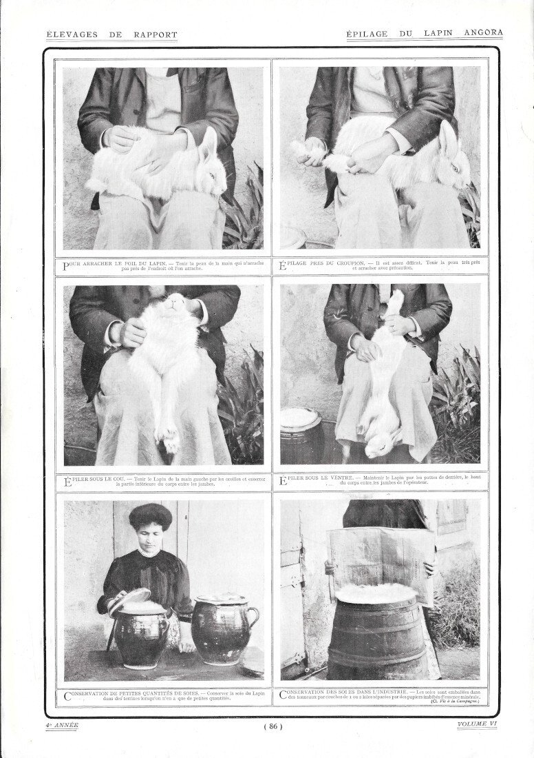 Epilage du Lapin Angora - Immagine 1909 | Immagine principale