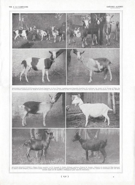 Examen de chèvres / Chèvres alpines - Immagine 1924 | Immagine Gallery 2